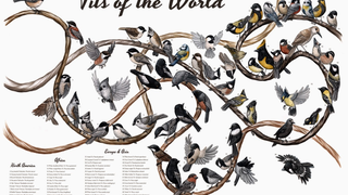 Check Out These Tits (The Birds, That Is)